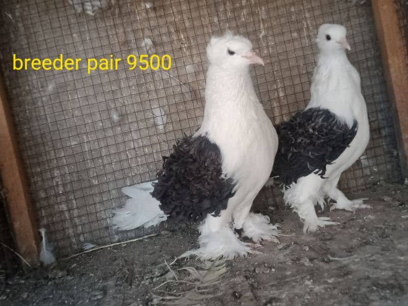 fancy pigeons. diffrent breeds. price mention. cargo available. 2