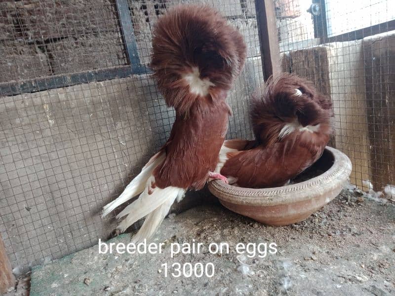 fancy pigeons. diffrent breeds. price mention. cargo available. 3