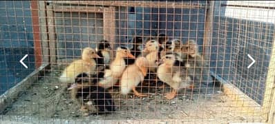 Ducks and Misri Chicks