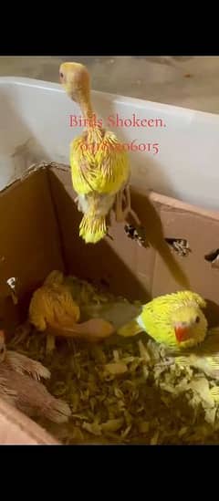 yellow ringneck and white ringneck chicks