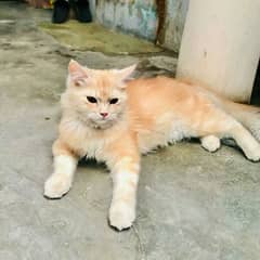 pure persion triple coated female cat With All Accesories. 03063012930