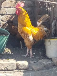 Cock for Sale