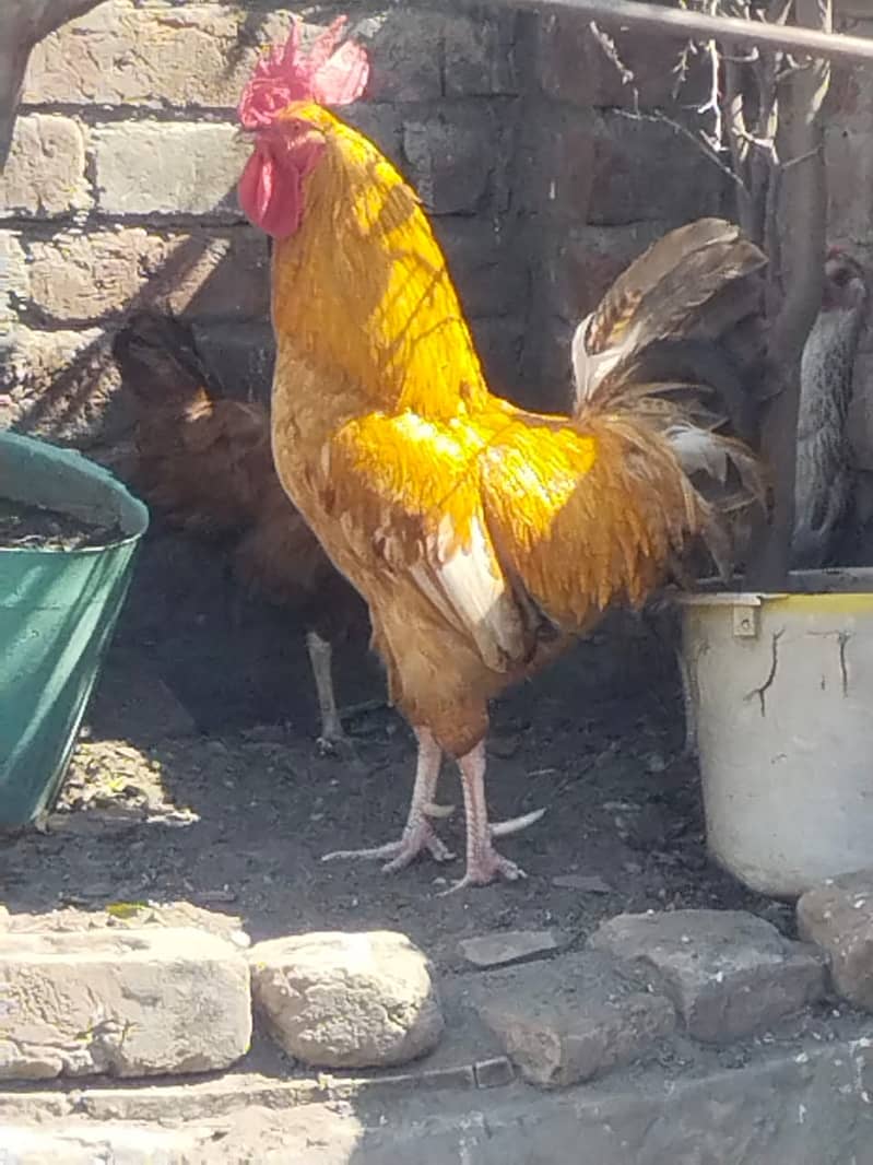Cock for Sale 0