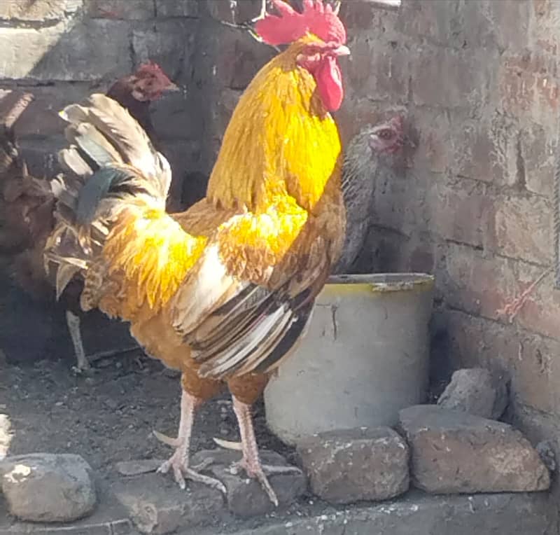 Cock for Sale 1