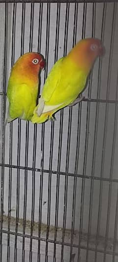 lovebirds breeder pairs available