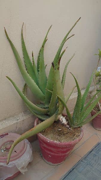 Aloe vera, Cane palm and Song of India plant for sale 2