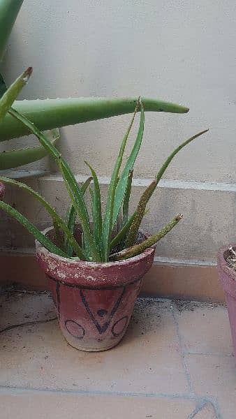Aloe vera, Cane palm and Song of India plant for sale 4