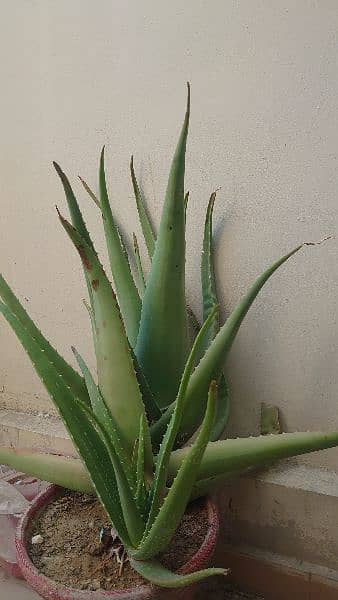 Aloe vera, Cane palm and Song of India plant for sale 5
