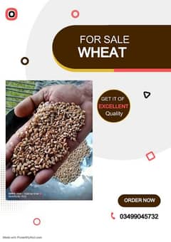 wheat for sale