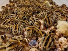 Japanese Coturnix Quail Chicks | Batair Farming | Farm Bater Eggs