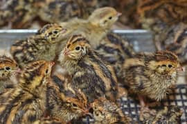 Japanese Coturnix Quail Chicks | Batair Farming | Farm Bater Meat Eggs