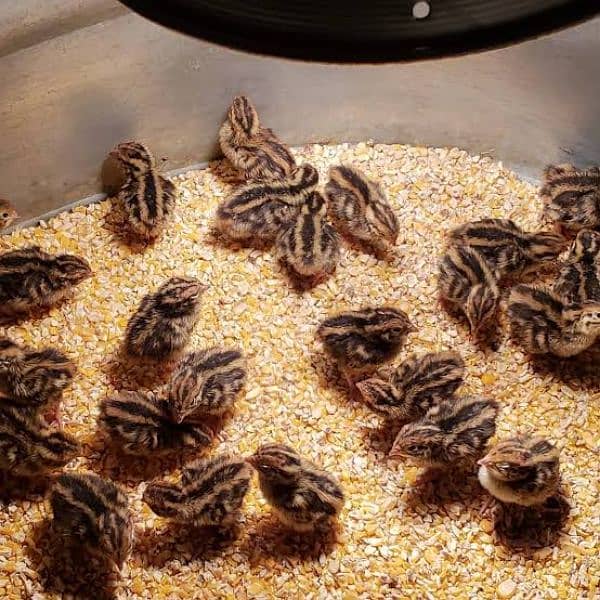 Japanese Coturnix Quail Chicks | Batair Farming | Farm Bater Meat Eggs 2