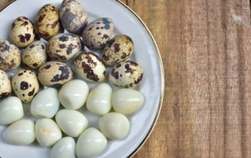 Japanese Coturnix Quail Chicks | Batair Farming | Farm Bater Meat Eggs 3
