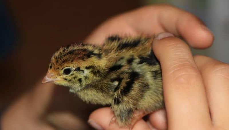 Japanese Coturnix Quail Chicks | Batair Farming | Farm Bater Meat Eggs 4