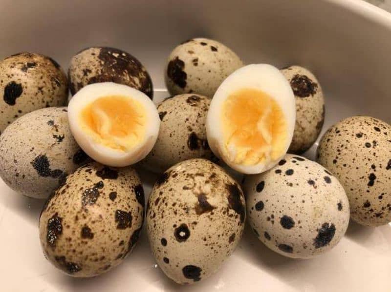 Japanese Coturnix Quail Chicks | Batair Farming | Farm Bater Meat Eggs 6