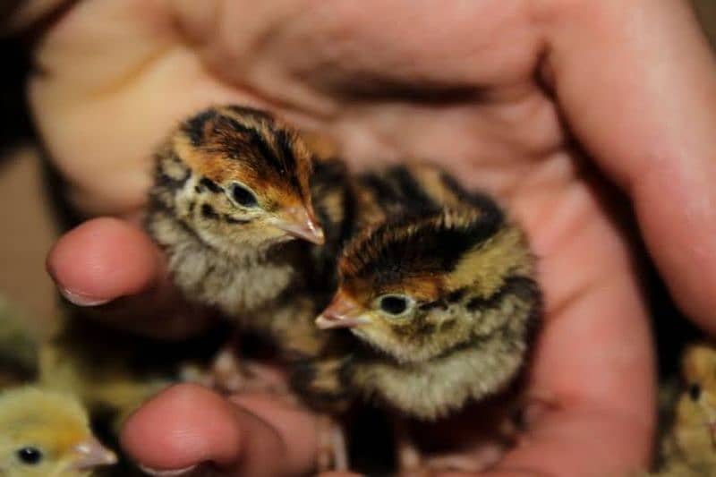 Japanese Coturnix Quail Chicks | Batair Farming | Farm Bater Meat Eggs 7