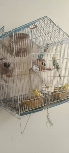 3 parrots with cage