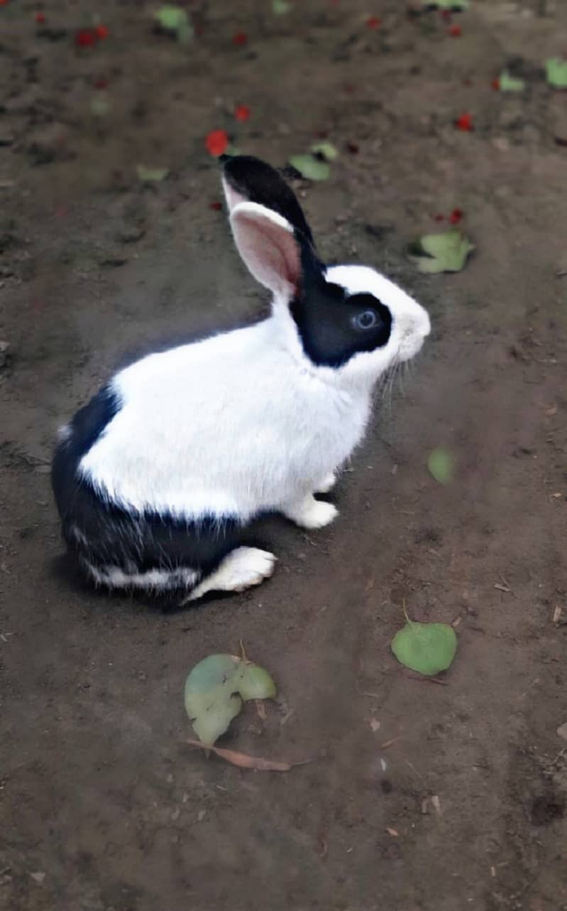 Cute and beautiful rabbit 0