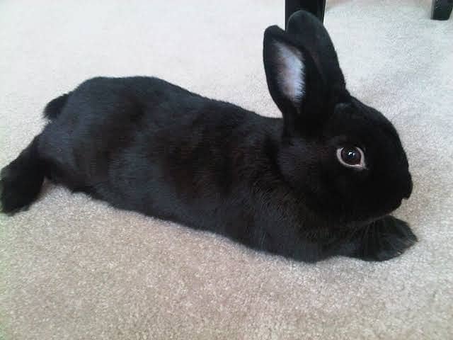 Cute and beautiful rabbit 2