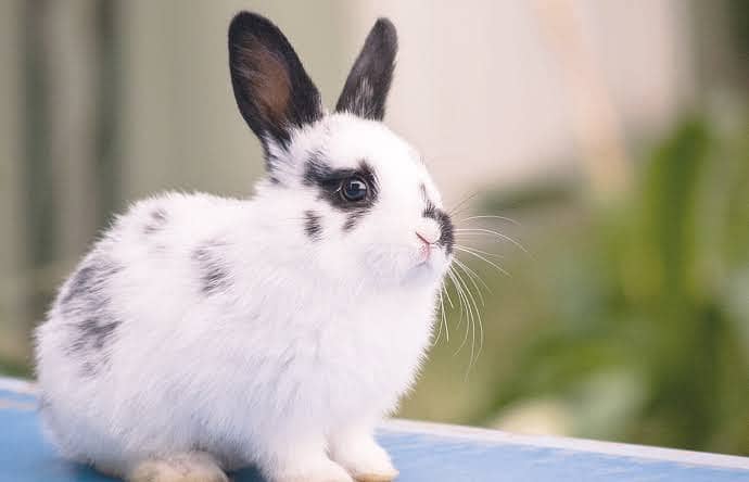 Cute and beautiful rabbit 3