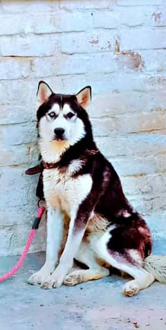 Siberian husky male dog