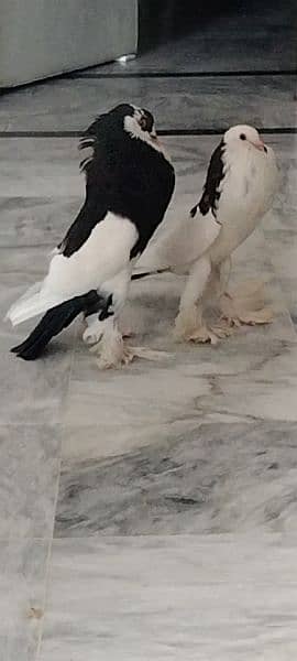 2 pairs magpie pigeon 0