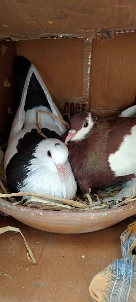 2 pairs magpie pigeon 5