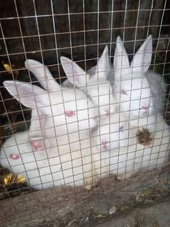 pair Of Angara Rabbits