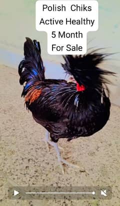 chiks availble All Bread k for sale. Contect 03120822958