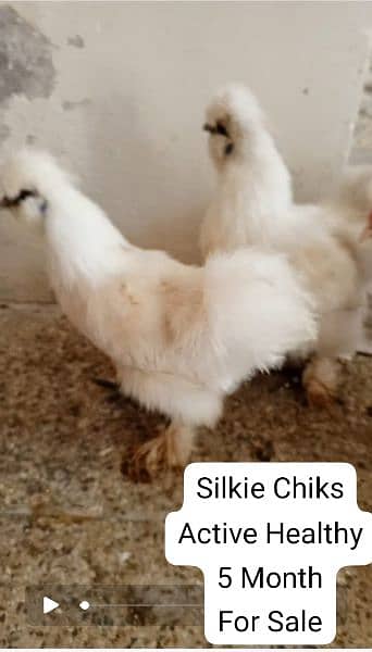 chiks availble All Bread k for sale. Contect 03120822958 1