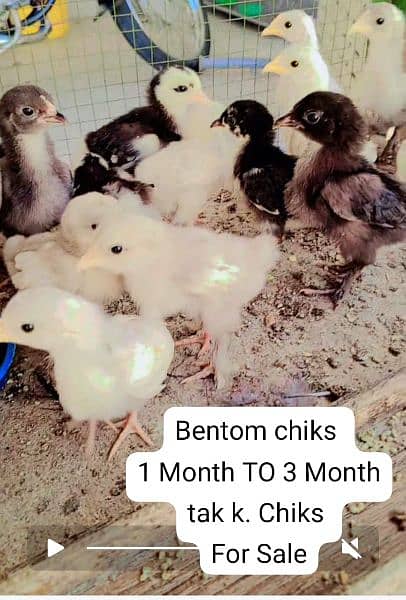 chiks availble All Bread k for sale. Contect 03120822958 2