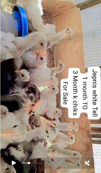 chiks availble All Bread k for sale. Contect 03120822958 3