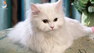perssian cat tripple coat female