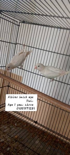 Albino balck eye pairs & cage 2