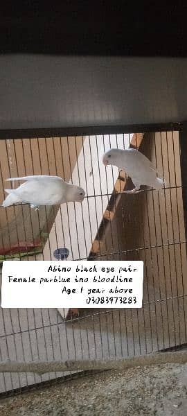 Albino balck eye pairs & cage 3