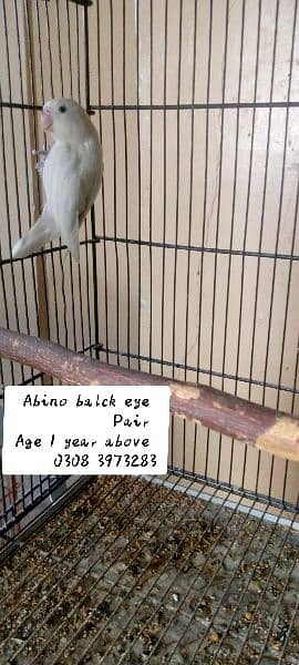 Albino balck eye pairs & cage 4