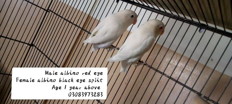 Albino balck eye pairs & cage 5
