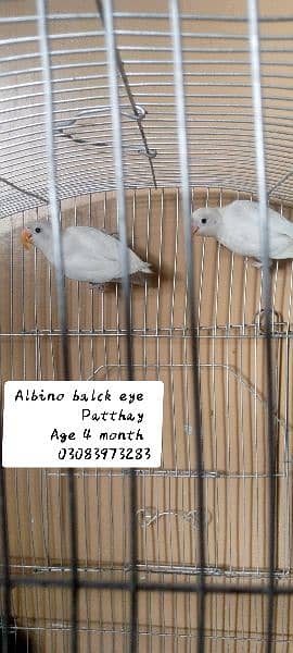 Albino balck eye pairs & cage 7