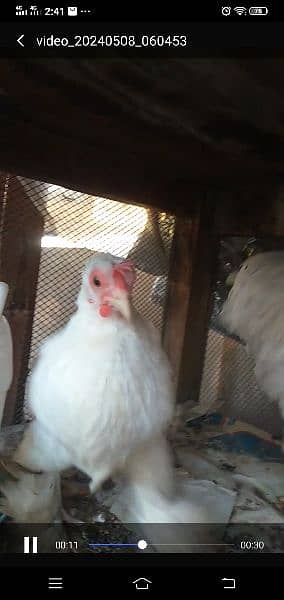 fertile eggs Japanese. bantum. lohmn,RiR,buff,silki 13