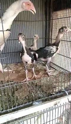 3 Aseel mianwali chicks