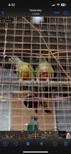 Green cheek high red factor and yellow sided conure