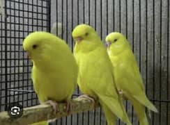 Australian parrots 3 pair for sale