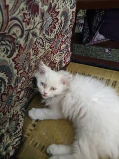 Persian kitten deul ayes age 3 month