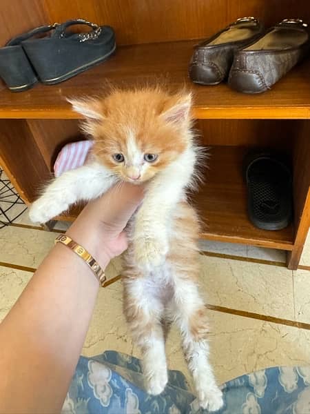 BI color Persian Female Kitten . FREE LITTER Tray 10