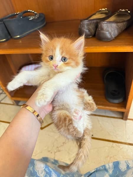 BI color Persian Female Kitten . FREE LITTER Tray 13