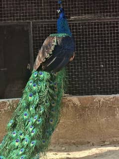High quality Breeder peacock pair available