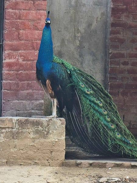 High quality Breeder peacock pair available 1