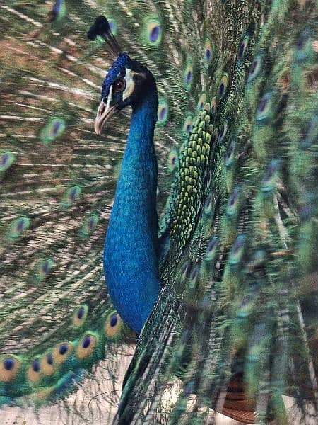 High quality Breeder peacock pair available 2