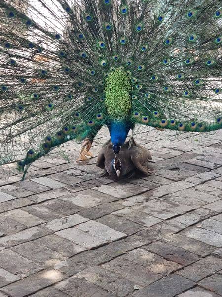 High quality Breeder peacock pair available 4