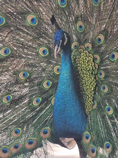 High quality Breeder peacock pair available 5